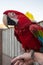 Large colorful South American macaw araÂ parrot close up